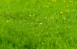 Обои трава, весна, утро, одуванчики картинки на рабочий стол, раздел  природа - скачать